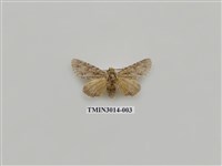 藏品(夜蛾626)的圖片